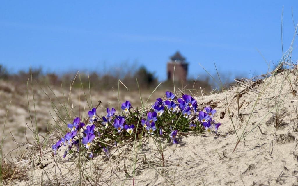 3 juni: IVN-wandeling ‘Bloeiende duinen’ in Bergen aan Zee