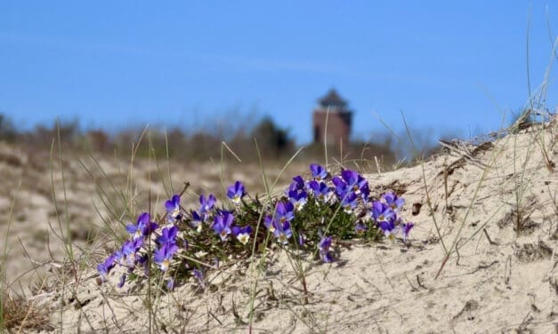 3 juni: IVN-wandeling ‘Bloeiende duinen’ in Bergen aan Zee