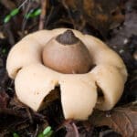 4 okt: Op zoek naar de gekraagde aardster in de Wimmenummerduinen