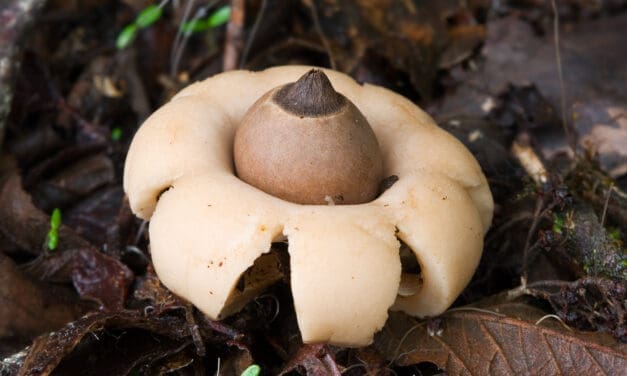 4 okt: Op zoek naar de gekraagde aardster in de Wimmenummerduinen