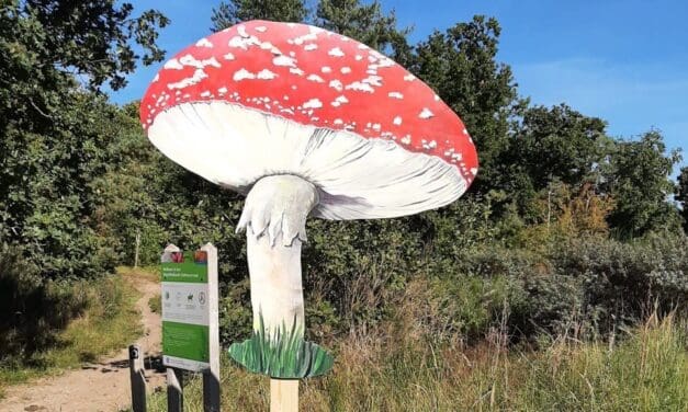 Herfstdag( voorheen de Paddenstoelendag) op zondag 13 oktober 2024 bij de schaapskooi